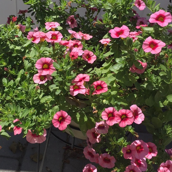 Meet your Posher, Sheila - Picture 1 of 1